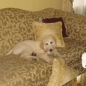 Meet your Posher, John